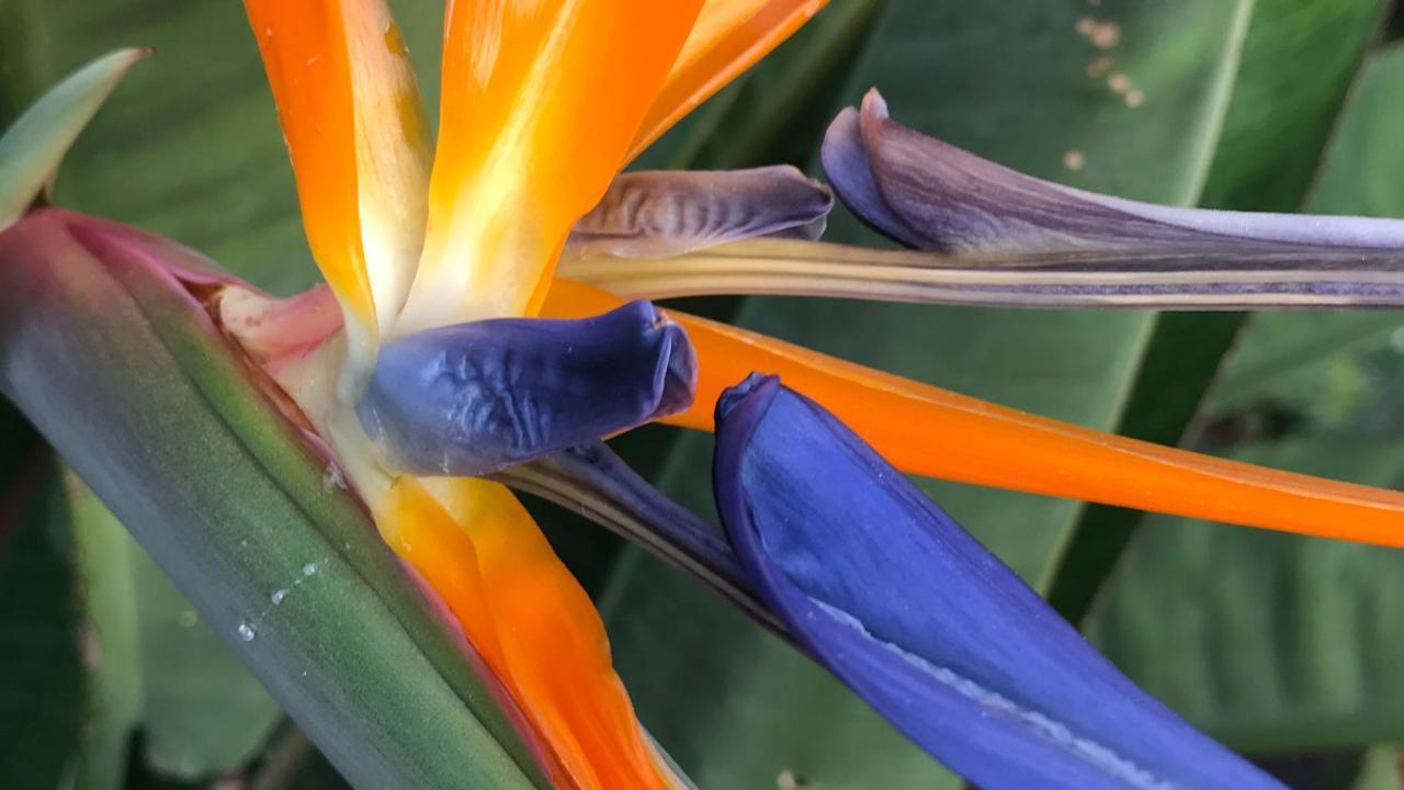 Casaenos Lägenhet Granadilla De Abona Exteriör bild